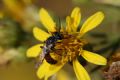 Lasioglossum calceatum (cfr.)